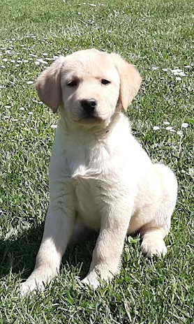 Cuccioli di Labrador e Jack Russell con pedigree