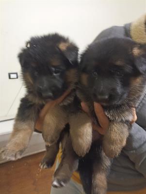 Cuccioli Razza pastore tedesco, a pelo corto - Foto 2