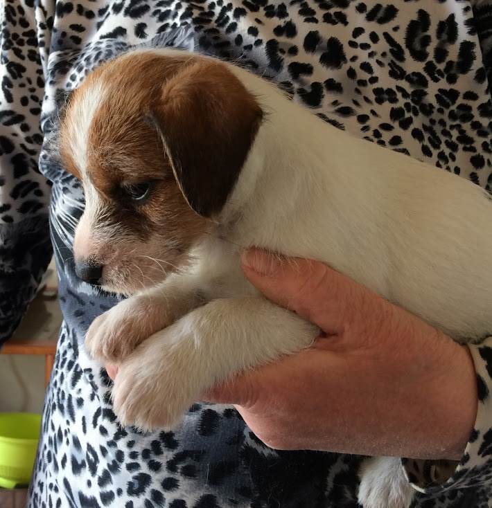 Jack Russell Cuccioli in vendita a Empoli