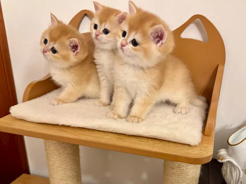 Gattini British Shorthair Golden, Scottish Straight, colore smeraldo