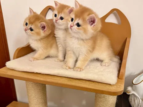 Gattini British Shorthair Golden, Scottish Straight