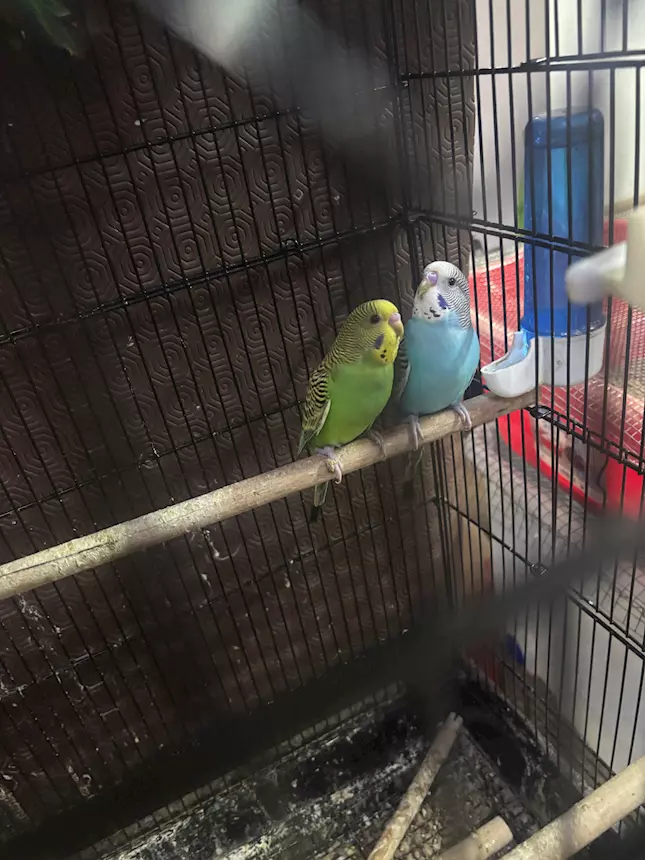 Foto 3 Cocorite varie mutazioni piumaggio