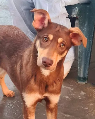 Nutella, cucciolo buonissimo