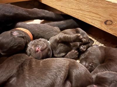 Cuccioli Razza labrador cioccolato - Foto 3