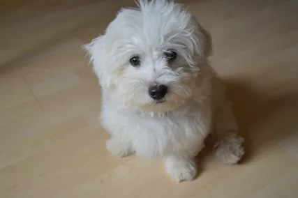 Regalo maltese toy