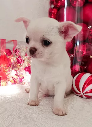 - Chihuahua con pedigree ENCI vaccinati...