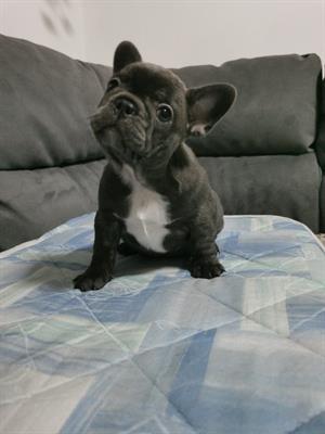 Vendo Razza bulldog francese - Foto 5