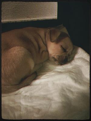 Cucciolo di Chihuahua femmina