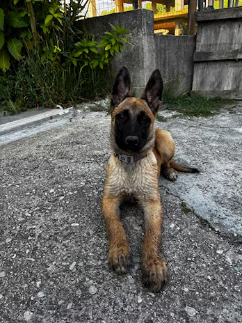 Pastore Belga Malinois