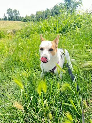 Burt, un piccolino pieno d'amore aspetta una famiglia Jack Russell - Foto 4