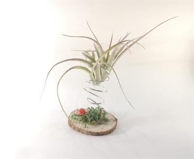 Tillandsia brachycaulos sospesa - Foto 2