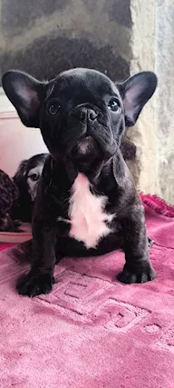 Cuccioli di Razza bulldog francese con pedigree ENCI - Foto 2