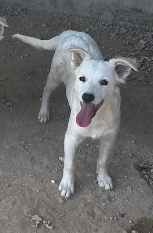 Ice e Tex due cucciolotti bianchi meravigliosi