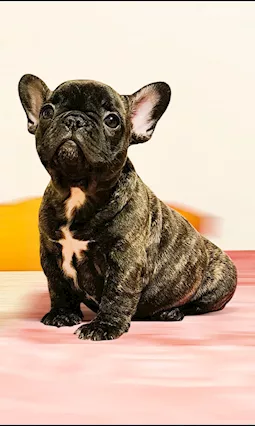 Cuccioli di Razza bulldog francese con pedigree ENCI - Foto 5