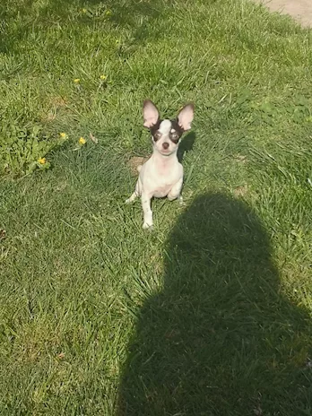 Chihuahua mini toy maschietto