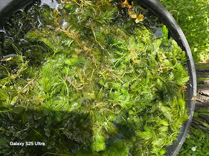 Alghe ossigenanti laghretto acquario - Anteprima 2