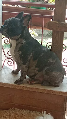 Bulldog francese cuccioli, genitori visibili - Foto 6