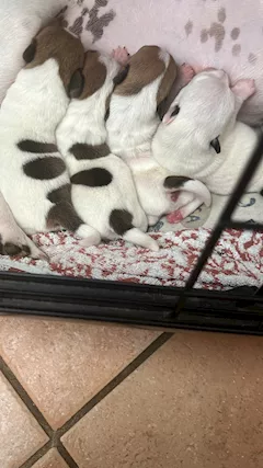 Cuccioli di Jek Russell