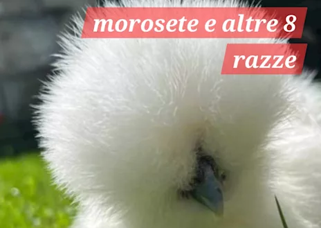 Galline Morosete Silkie morbidose a poco