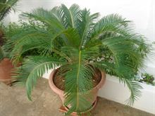 Foto 2 Pianta Cycas di 25 anni in vaso