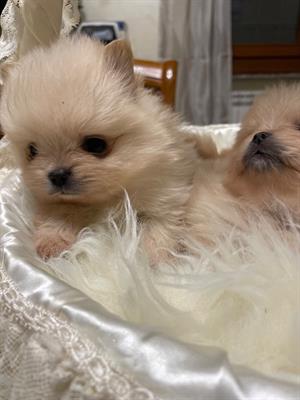 Volpino Spitz di Pomerania