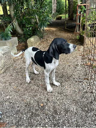 Cuccioli di pointer con pedigree
