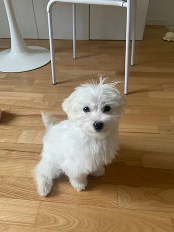 Maltese cucciolo