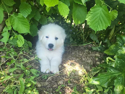 Cuccioli di maremmano