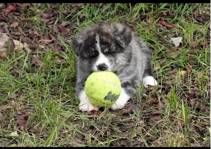 Akita inu