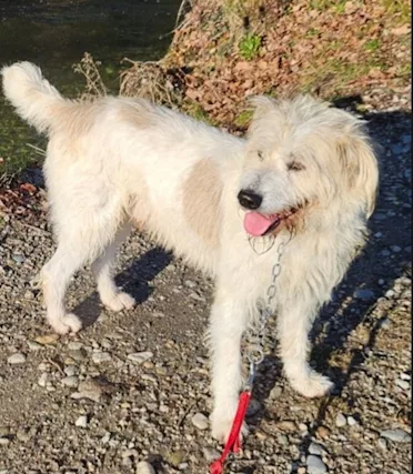 Simil Spinone meraviglioso salvato da 1 aguzzino