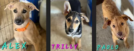 Alex, Paolo & Trilly in cerca di adozione