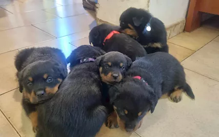 Ultimi cuccioli rimasti, 2 maschi 1 femmina