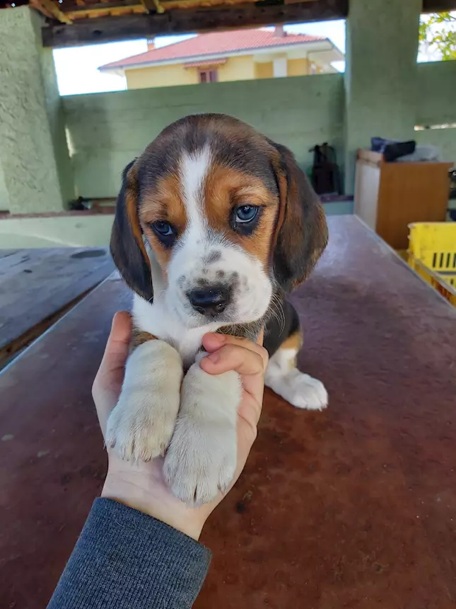 Femmine di Razza Beagle
