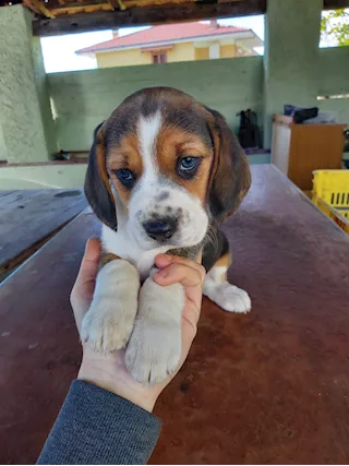 Femmine di Beagle