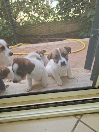 Cuccioli di Razza Jack russell - Foto 4