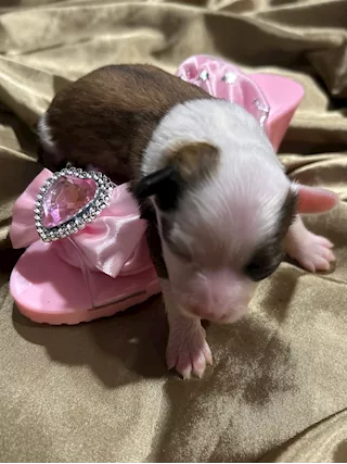 Cuccioli di Cane Crestato Cinese - Prenotazioni - Foto 5