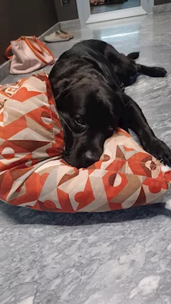 Femmina di labrador - Foto 2
