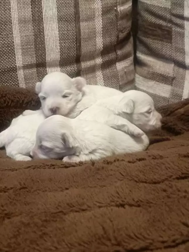 Maltipoo cuccioli, colore bianco, taglia piccola