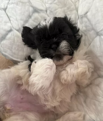 Shitzu - Disponibili da marzo cuccioli di shih