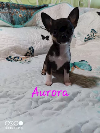 Cucciole chihuahua