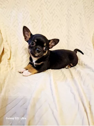 Cucciolo di due mesi