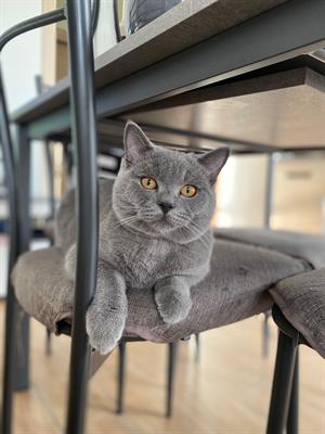 Cerco gattina British Shorthair per Totó - Foto 2