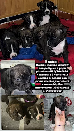 Cuccioli amstaff/Pitbull