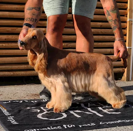 Cuccioli Cocker Spaniel Inglese con Pedigree