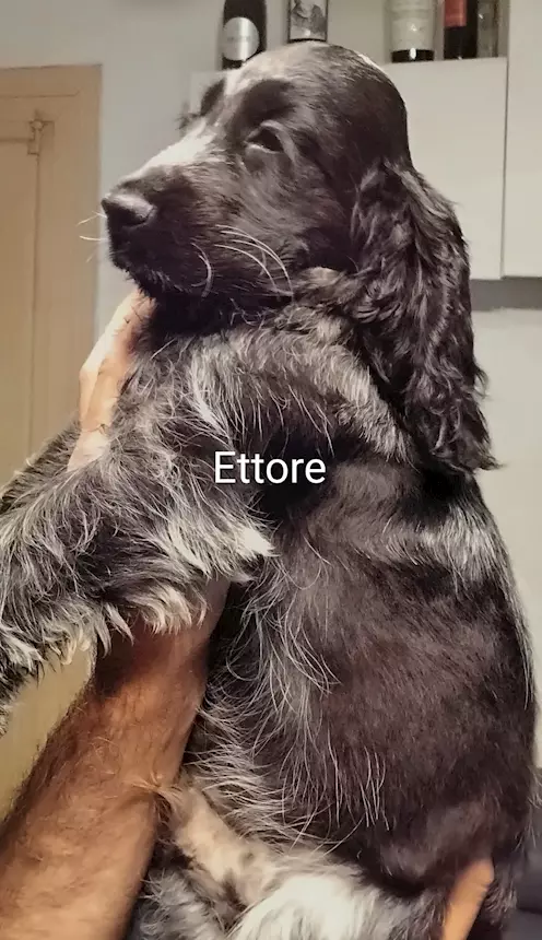 Foto 5Cucciolo Razza Cocker Spaniel Inglese blu roano, prezzo trattabile