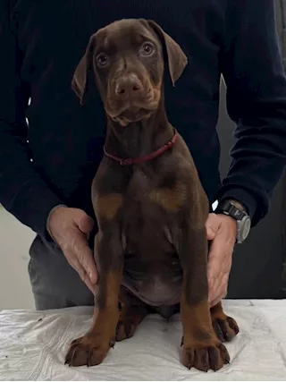 Cuccioli Dobermann - Foto 4