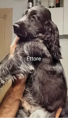 Cucciolo Razza Cocker Spaniel Inglese blu roano, prezzo trattabile - Anteprima 5