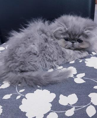 Gattino Razza persiano ipertipico blu - Foto 4