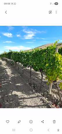 Uva Cirò rossa e bianca 3398473279 - Anteprima 3