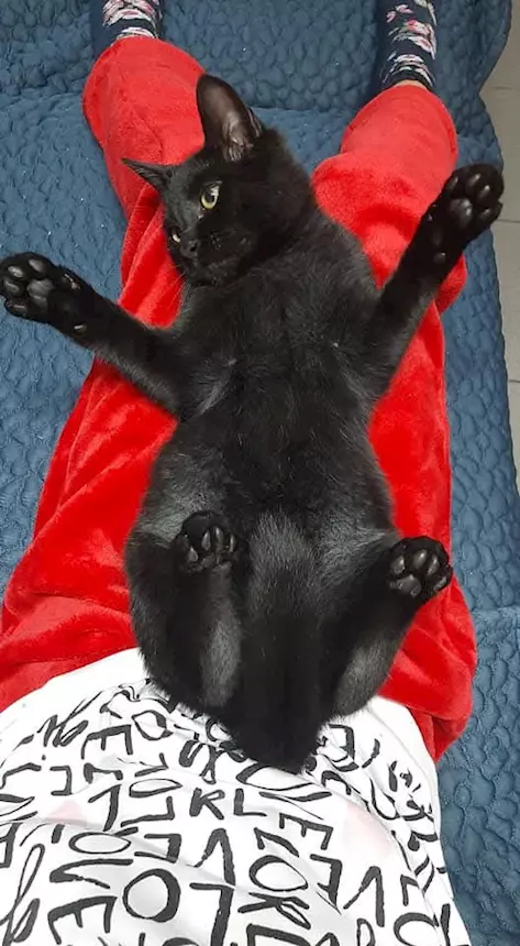 Foto 5 Gatto Nero Razza Europeo